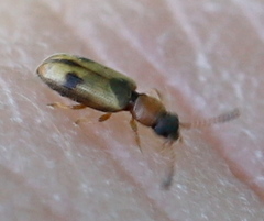 Psammoecus bipunctatus