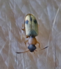 Psammoecus bipunctatus