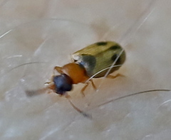 Psammoecus bipunctatus
