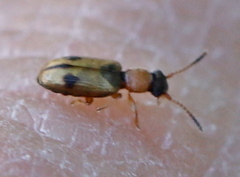 Psammoecus bipunctatus