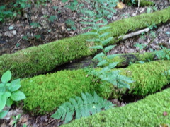 Dryopteris clintoniana