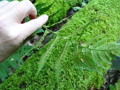 Dryopteris clintoniana