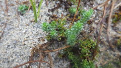 Galium arenarium