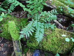 Dryopteris clintoniana