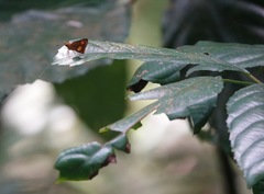 Oriens paragola