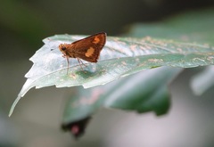 Oriens paragola