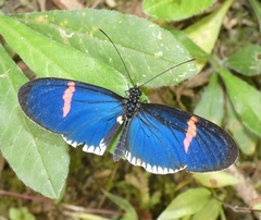 Heliconius erato cyrbia