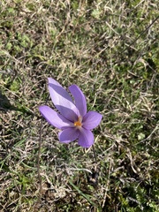 Crocus nudiflorus