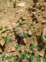 Euphorbia taurinensis