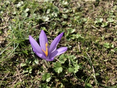 Crocus nudiflorus