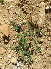 Euphorbia taurinensis