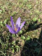 Crocus nudiflorus