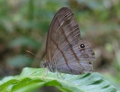 Amiga arnaca adela