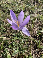 Crocus nudiflorus