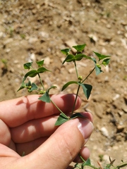 Euphorbia taurinensis