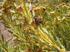 Campulipus limbatus