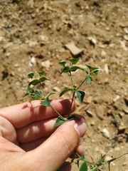Euphorbia taurinensis