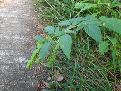 Phyllodium pulchellum