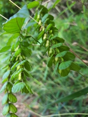 Phyllodium pulchellum