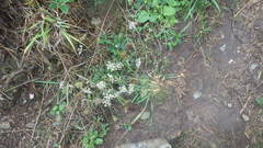 Daucus carota gummifer