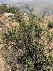 Passerina montana