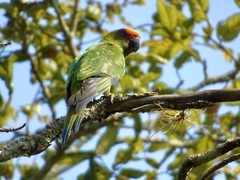 Aratinga auricapillus