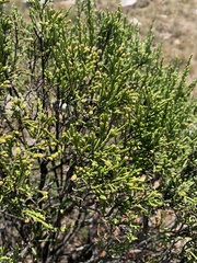 Passerina montana