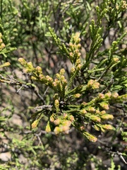 Passerina montana