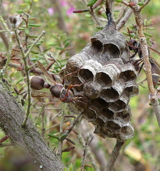 Ropalidia capensis