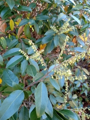 Pieris floribunda