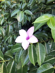 Cryptostegia