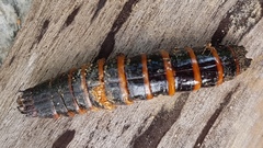 Campsosternus auratus