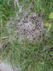 Daucus carota