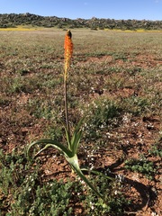 Bulbinella latifolia doleritica