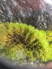 Bryophyta