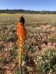 Bulbinella latifolia doleritica