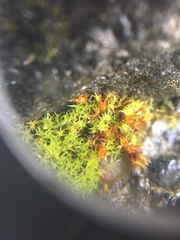 Bryophyta