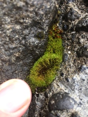 Bryophyta