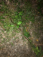 Lycodon semicarinatus