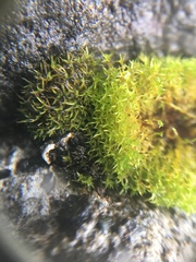Bryophyta