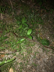 Lycodon semicarinatus