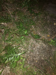 Lycodon semicarinatus