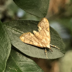 Cirrhochrista kosemponialis