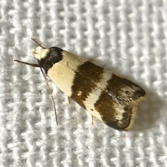 Eulechria triferella