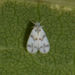 Mulberry Whitefly - Photo (c) Reiner Jakubowski, some rights reserved (CC BY-SA), uploaded by Reiner Jakubowski