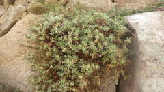 Spergularia rupicola