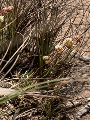 Psammotropha myriantha