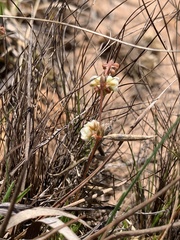 Psammotropha myriantha