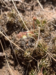 Psammotropha myriantha