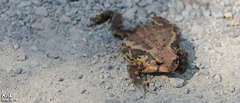 Bufo sachalinensis